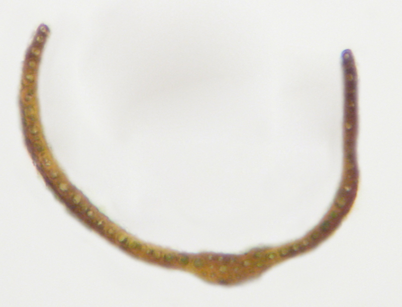 Blindia acuta